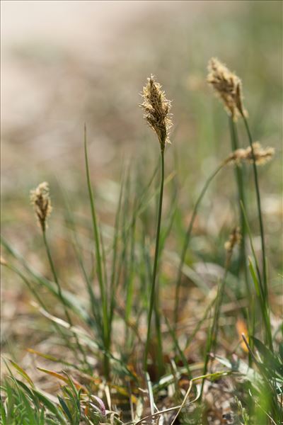 Carex colchica J.Gay