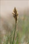 Carex colchica J.Gay