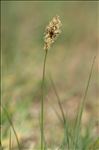 Carex colchica J.Gay