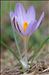 Crocus corsicus Vanucchi ex Maw