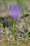 Crocus vernus (L.) Hill