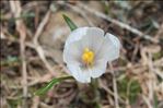 Crocus vernus (L.) Hill