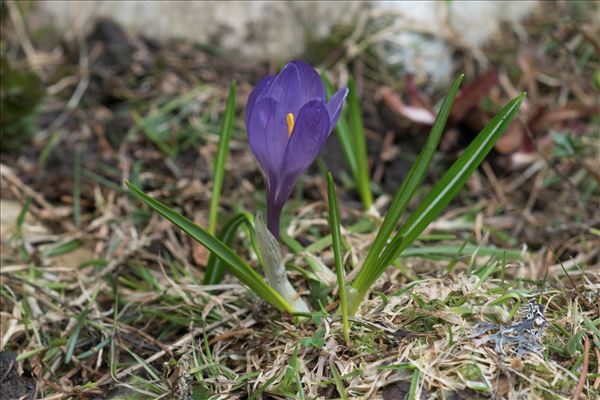 Crocus vernus (L.) Hill