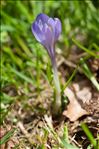 Crocus vernus (L.) Hill