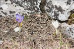 Crocus vernus (L.) Hill