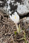 Crocus vernus (L.) Hill