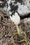 Crocus vernus (L.) Hill