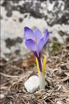 Crocus vernus (L.) Hill