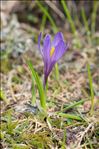 Crocus vernus (L.) Hill