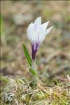 Crocus vernus (L.) Hill