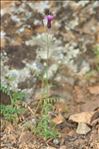 Crupina crupinastrum (Moris) Vis.