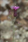 Crupina crupinastrum (Moris) Vis.