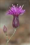 Crupina crupinastrum (Moris) Vis.