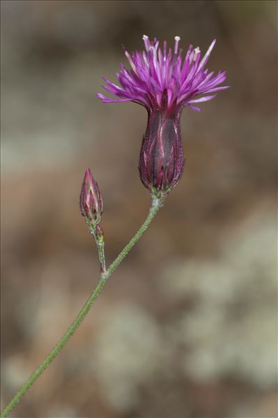 Crupina crupinastrum (Moris) Vis.