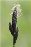 Carex montana L.