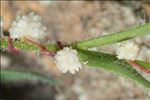 Cuscuta planiflora var. godronii (Des Moul.) Rouy