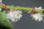 Cuscuta planiflora var. godronii (Des Moul.) Rouy