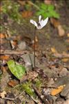 Cyclamen balearicum Willk.