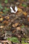 Cyclamen balearicum Willk.