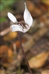 Cyclamen balearicum Willk.