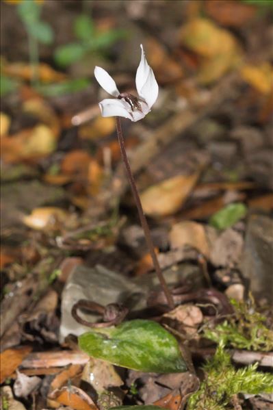 Cyclamen balearicum Willk.