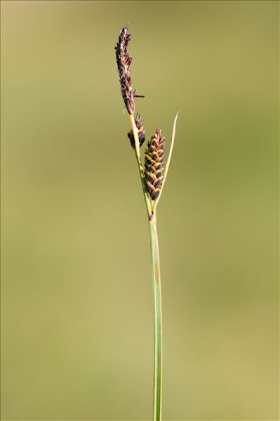 Carex nigra subsp. alpina (Gaudin) Lemke
