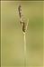 Carex nigra (L.) Reichard subsp. nigra