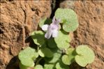 Cymbalaria aequitriloba (Viv.) A.Chev.