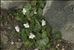 Cymbalaria hepaticifolia (Poir.) Wettst.