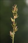 Carex pairae F.W.Schultz