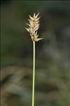 Carex pairae F.W.Schultz