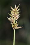 Carex pairae F.W.Schultz