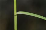 Carex pairae F.W.Schultz
