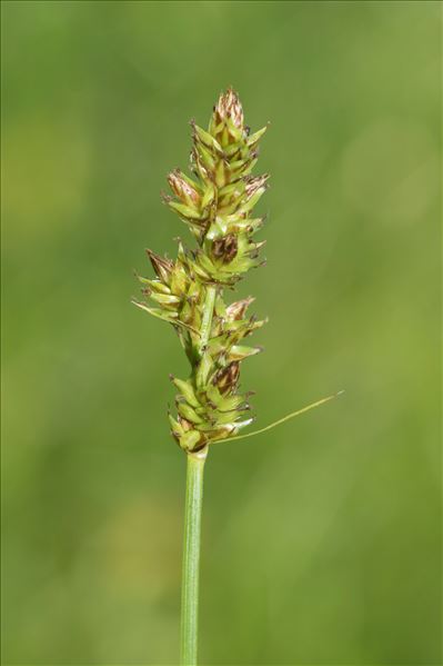 Carex pairae F.W.Schultz