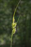 Carex pallescens L.