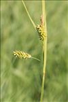 Carex pallescens L.