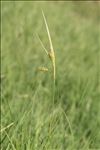 Carex pallescens L.