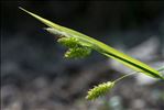 Carex pallescens L.