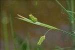 Carex pallescens L.