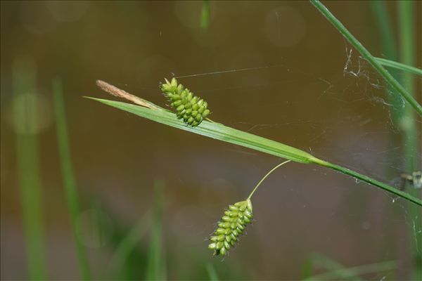 Carex pallescens L.