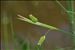Carex pallescens L.