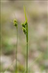 Carex pallescens L.