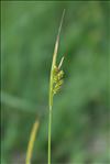 Carex pallescens L.