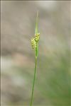 Carex pallescens L.