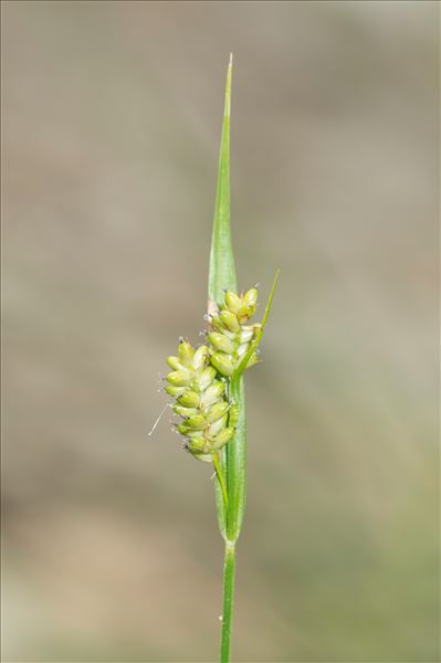 Carex pallescens L.