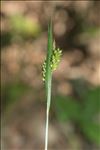 Carex pallescens L.