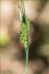 Carex pallescens L.