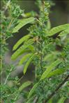 Cytisus arboreus subsp. catalaunicus (Webb) Maire