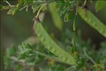 Cytisus arboreus subsp. catalaunicus (Webb) Maire