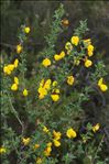 Cytisus arboreus subsp. catalaunicus (Webb) Maire